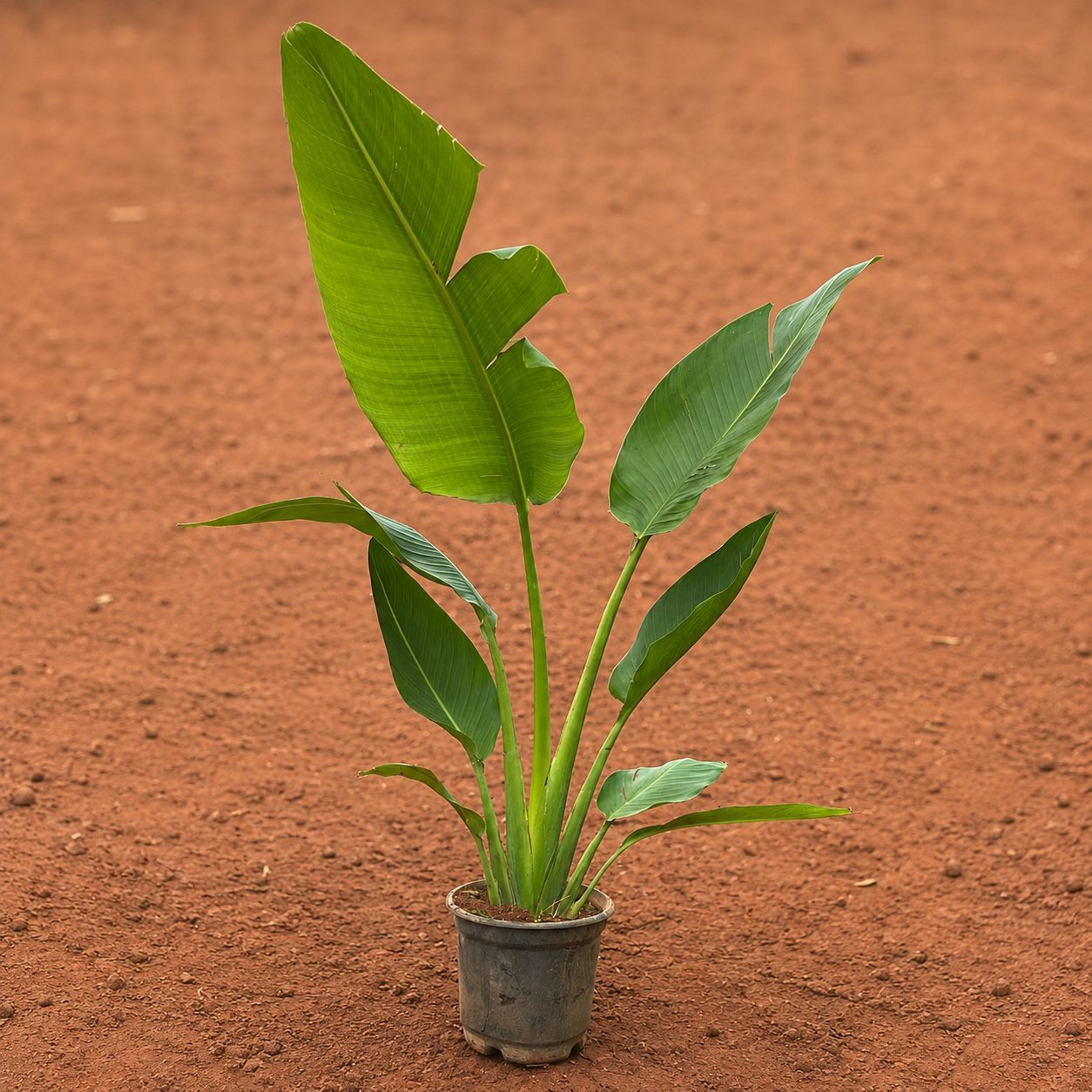 Traveller Palm (~1.5-2 ft) in 6 Inch Nursery Pot