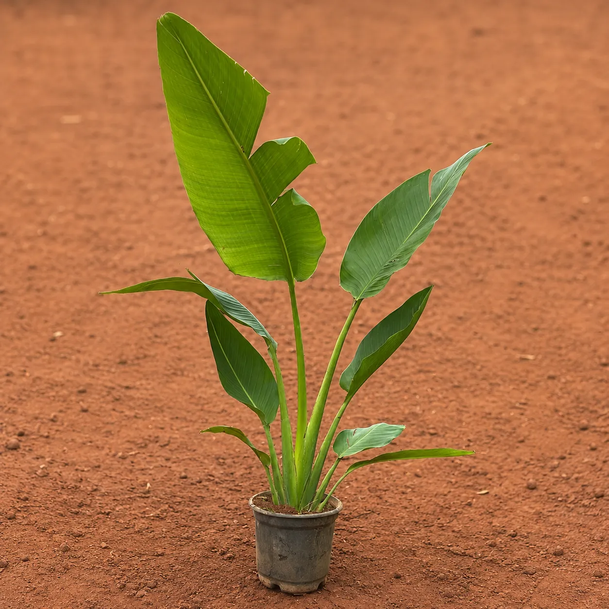 Traveller Palm (~1.5-2 ft) in 6 Inch Nursery Pot