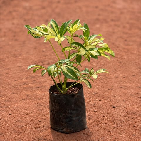 Schefflera Variegated in 6 Inch Nursery Bag