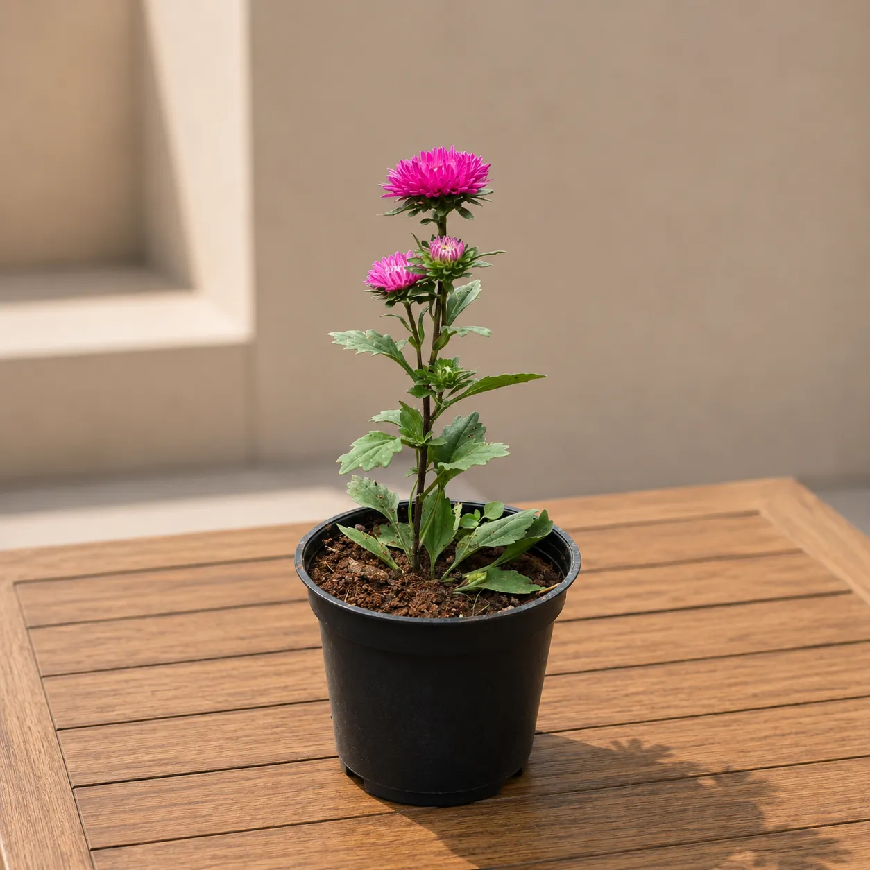 Aster Pink in 4 Inch Nursery Pot