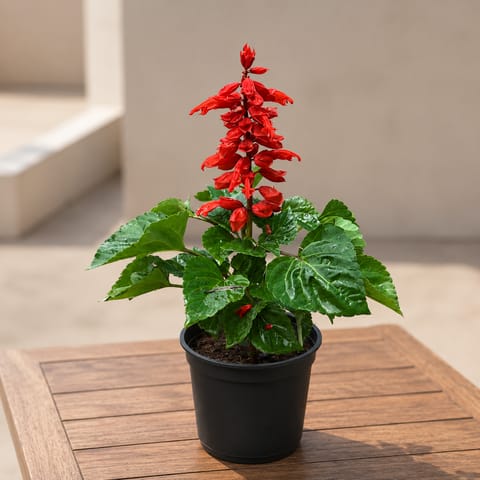 Salvia Red in 4 Inch Nursery Pot
