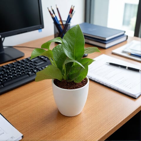 Gift Ready - Green Money Plant in Inch White Ceramic Pot (any design) Wrapped in Lovely Gift Bag For Your Loved Ones