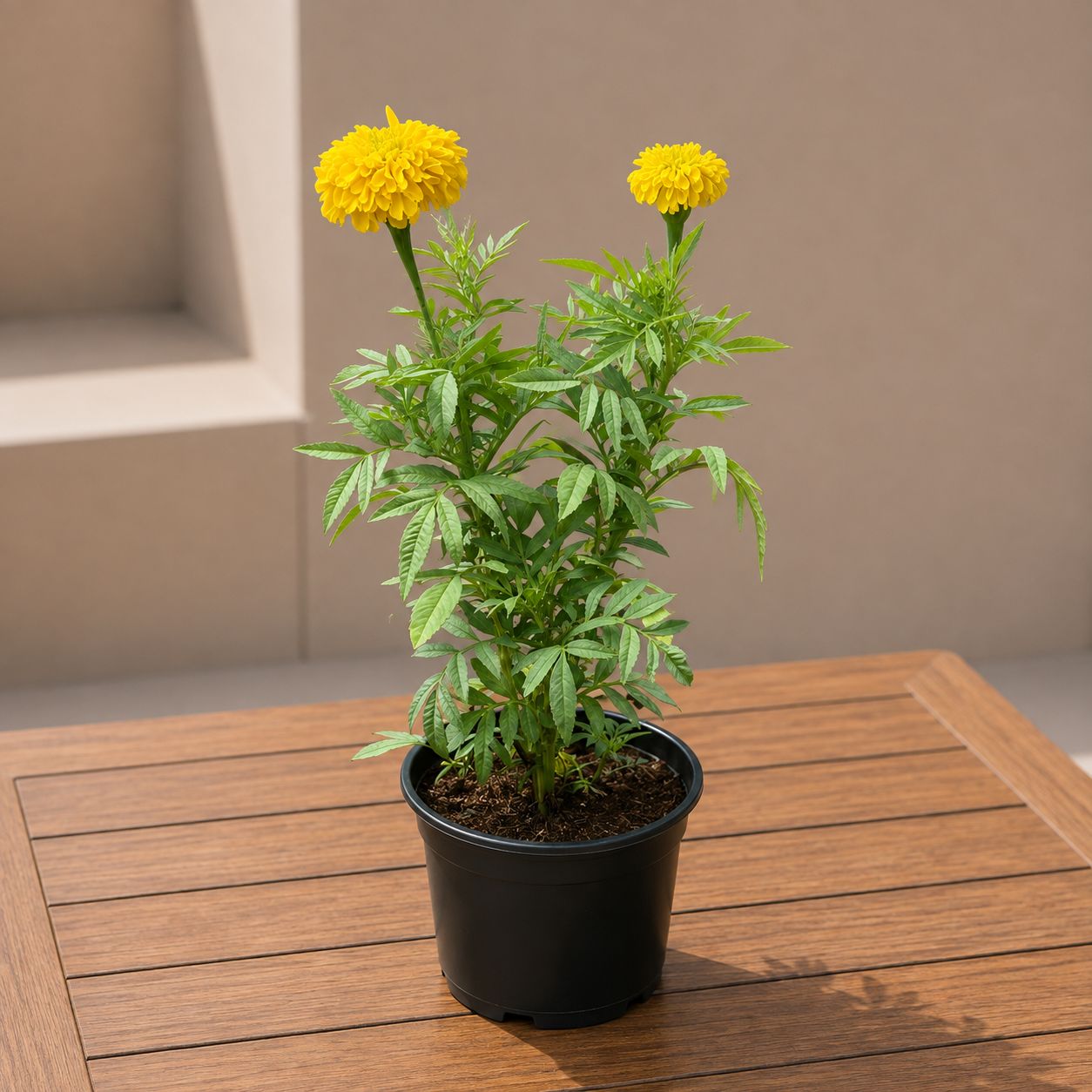 Marigold / Genda Yellow in 4 Inch Nursery Pot