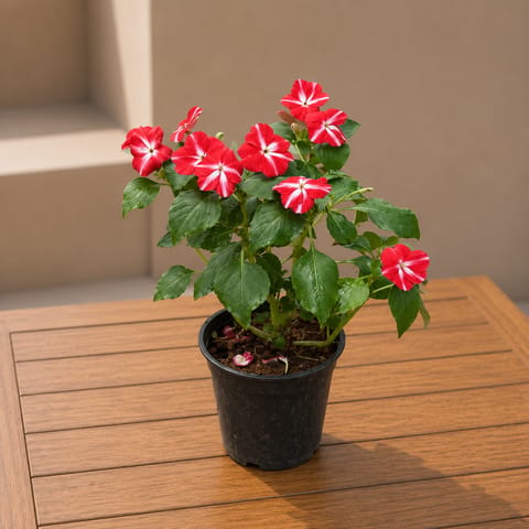 Impatients Balsamina Red in 4 Inch Nursery Pot