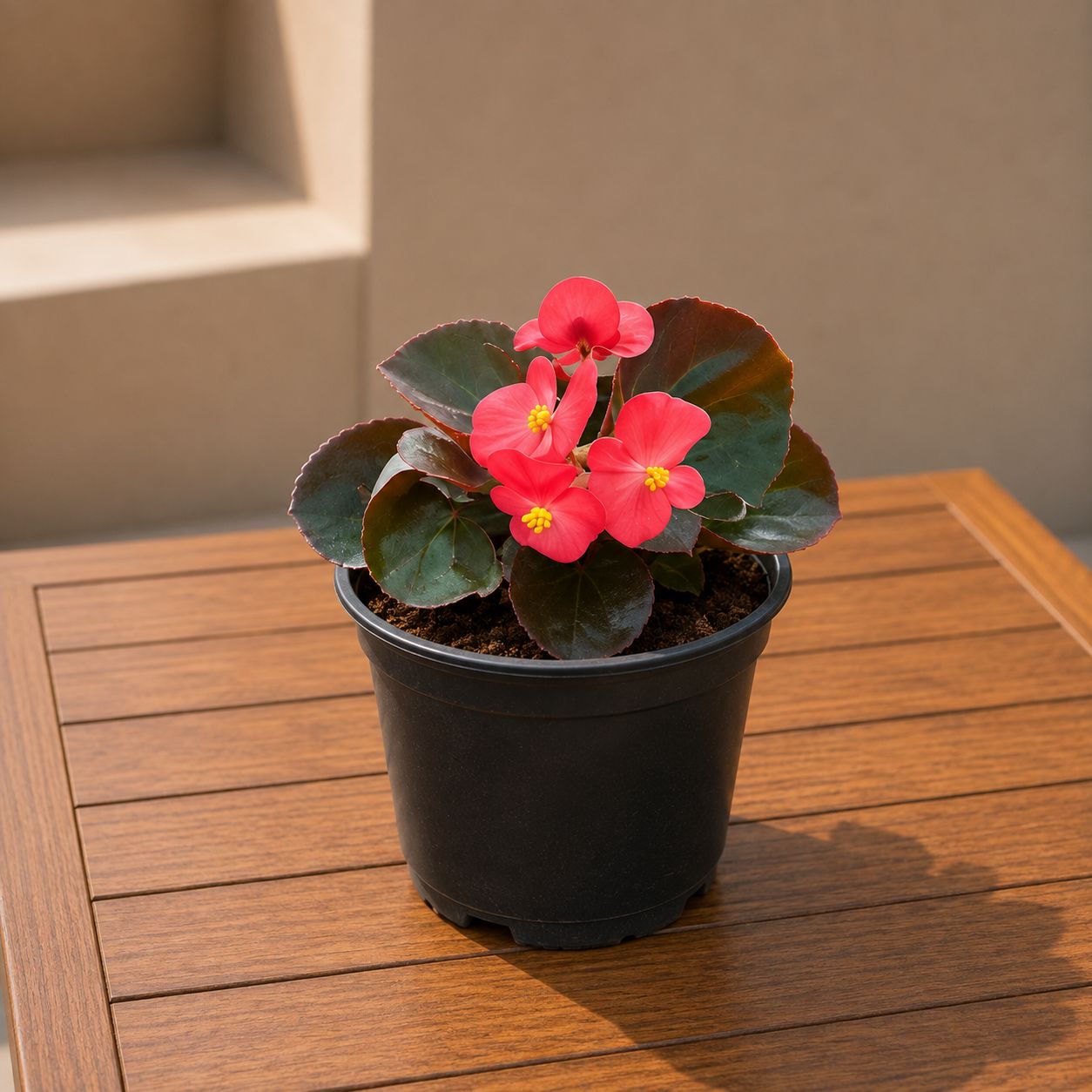 Begonia Red in 4 Inch Nursery Pot