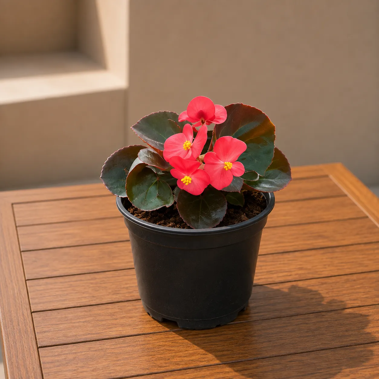 Begonia Red in 4 Inch Nursery Pot