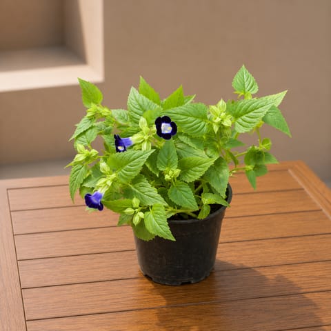 Wishbone / Torenia Blue in 4 Inch Nursery Pot