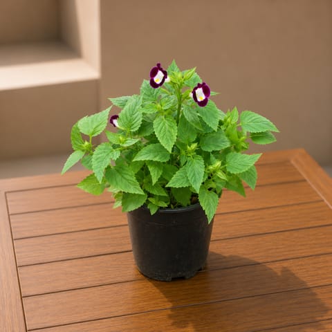 Wishbone / Torenia Purple in 4 Inch Nursery Pot