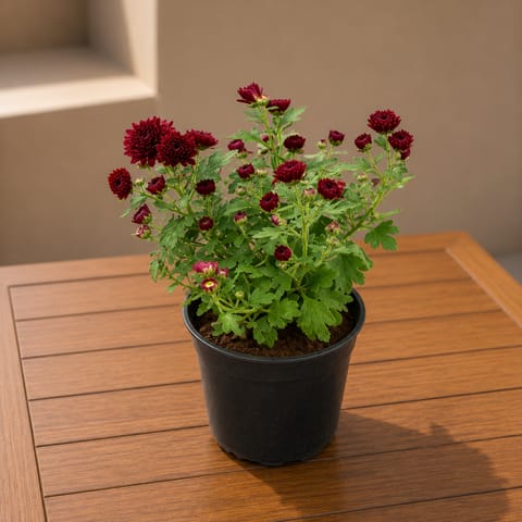 Chrysanthemum / Shevanti / Guldawari Red in 4 Inch Nursery Pot