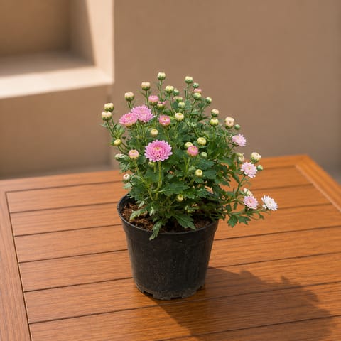 Chrysanthemum / Shevanti / Guldawari Pink in 4 Inch Nursery Pot