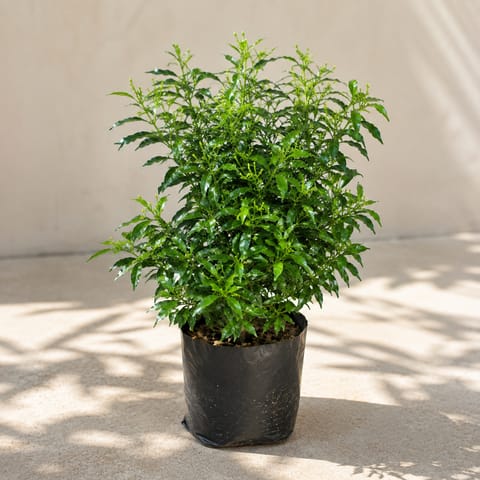 Dwarf Chandni in 6 Inch Nursery Bag