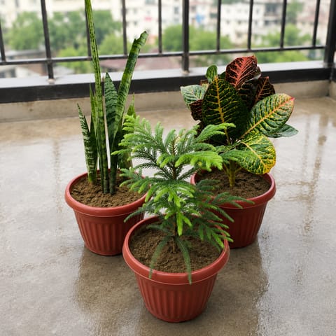 Set of 3 - Snake Green, Croton Petra & Araucaria in 8 Inch Terracotta Red Olive Plastic Pot
