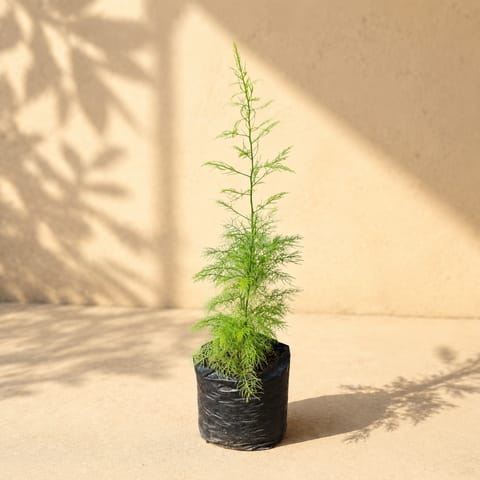 Shatavari / Asparagus Racemosus in 4 Inch Nursery Bag