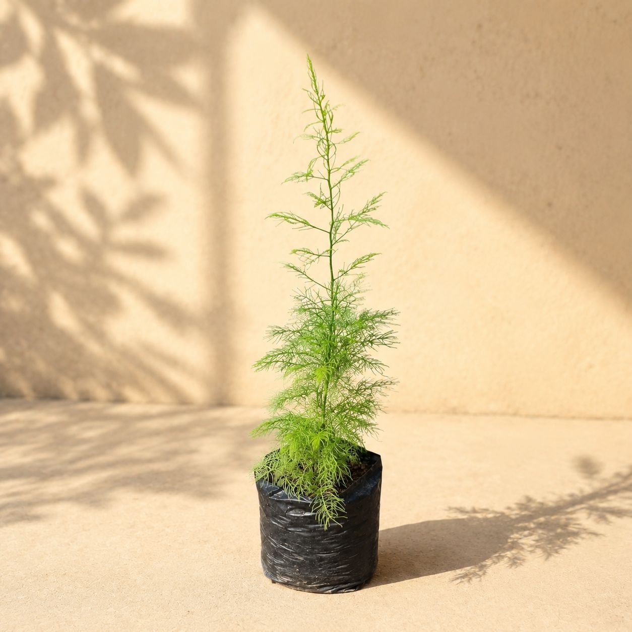 Shatavari / Asparagus Racemosus in 4 Inch Nursery Bag