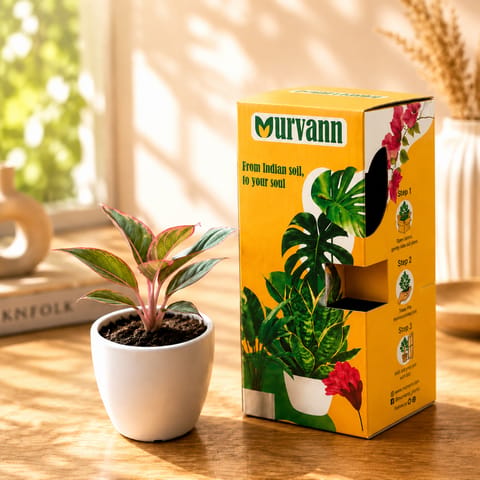 Aglaonema Lipstick in 4 Inch White Classy Cup Ceramic Pot
