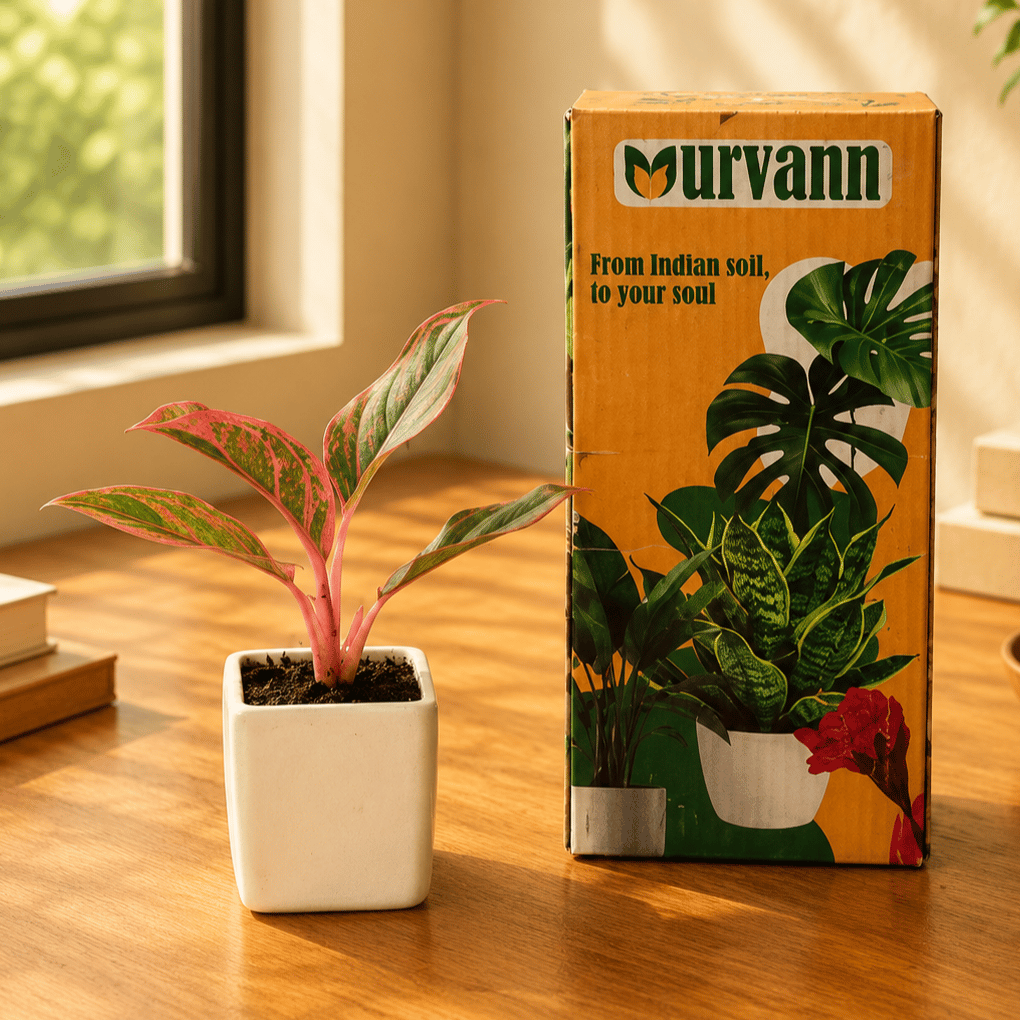 Aglaonema Lipstick in 4 Inch White Glossy Square Ceramic Planter