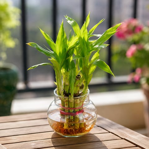 2 Layer Lucky Bamboo in 4 Inch Glass Bowl