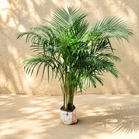 Air Purifying: Areca Palm (~ 4 Ft) in 8 Inch Nursery Bag