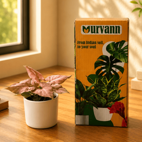 Gift Ready - Syngonium Pink in 4 Inch White Classy Cylindrical Ceramic Pot