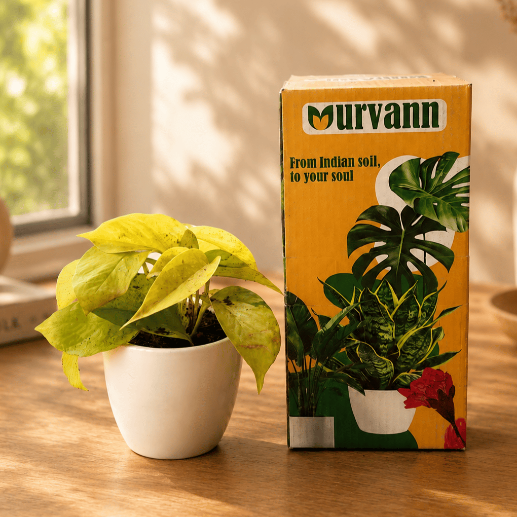 Gift Ready - Money Plant Golden in 4 Inch White Classy Cup Ceramic Pot