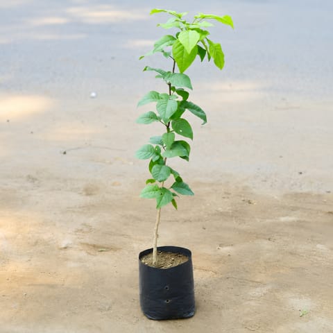 Bel Patra in 4 Inch Nursery Bag