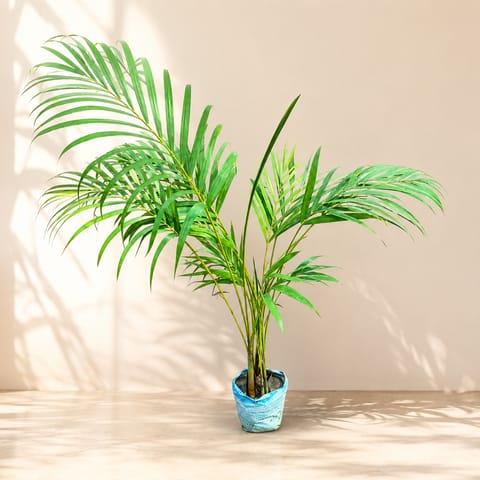Areca Palm (~ 2.5 - 3 Ft) in 5 Inch Nursery Bag