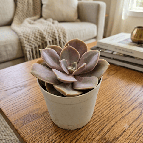 Echeveria Twilight Rosette in 3 Inch Nursery Pot