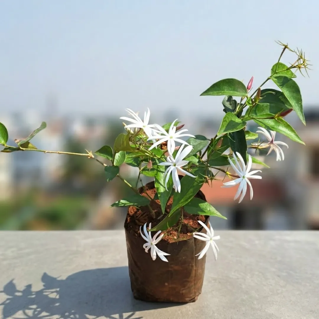 Red Jasmine in 4 Inch Nursery Bag