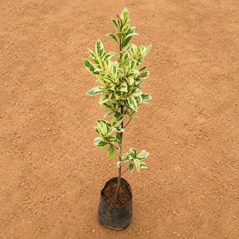 Ficus Safari in 4 Inch Nursery Bag