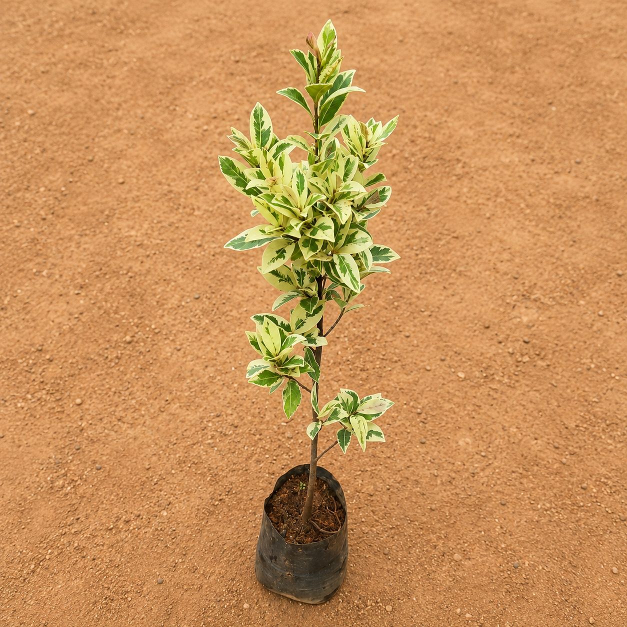 Ficus Safari in 4 Inch Nursery Bag