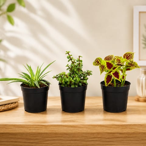 Trio of Greens - Set of 3 - Coleus, Spider & Jade in 4 Inch Nursery Pots
