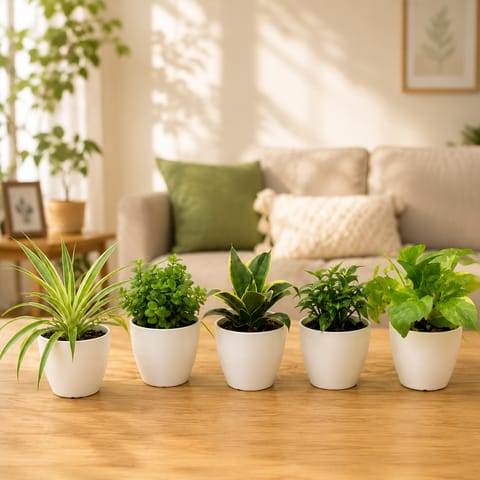 Home Refresh Greens - Set of 5 - Snake, Money Plant, Syngonium, Jade & Spider in 4 Inch Orchid Plastic Pots