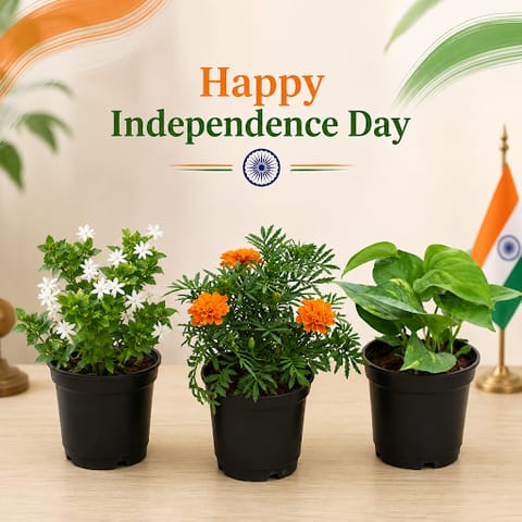Freedom Tricolor Garden - Set of 3 - Marigold, Jasmine and Money Plant in 4 inch Nursery Pot