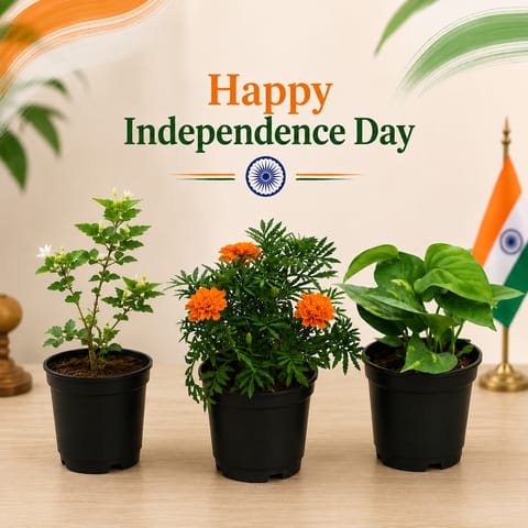 Freedom Tricolor Garden - Set of 3 - Marigold, Jasmine and Money Plant in 4 inch Nursery Pot
