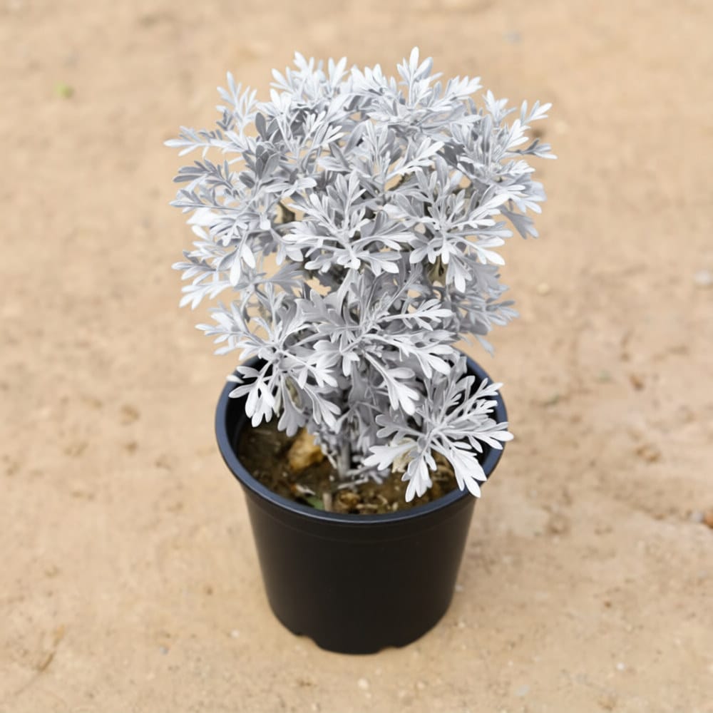 Lavender in 6 Inch Nursery pot