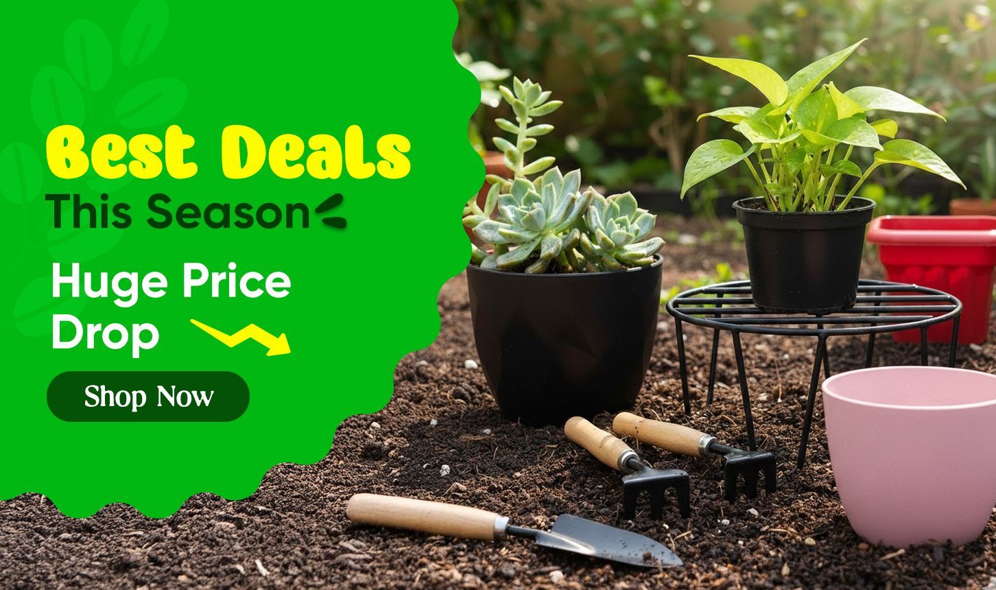 Best Deals