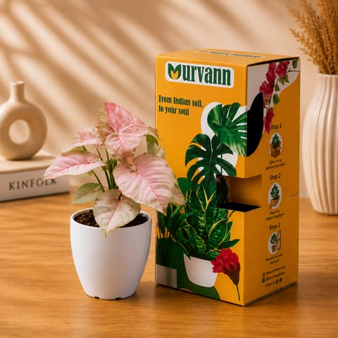Syngonium Pink in 4 Inch White Premium Orchid Round Plastic Pot - in Premium Gifting Box
