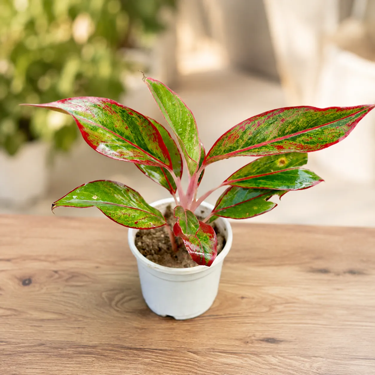 Aglaonema Lipstick in 4 Inch Nursery Pot