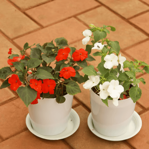 Set of 2 - Impatient Balsamina (Red & White) in 5 Inch White Sphere Premium Pot With Tray