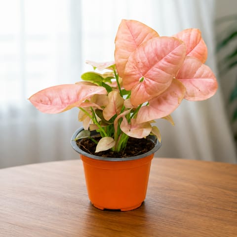 Air Purifying - Syngonium Pink in 4 Inch Nursery Pot