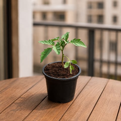 Tomato Plant in 4 Inch Nursery pot