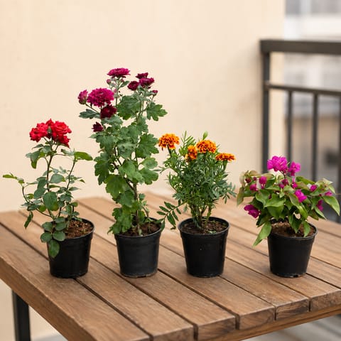 Flowering Blooms - Set of 4 - Rose, Chrysanthemum, Marigold & Bougainvillea in 6 Inch Nursery Pots