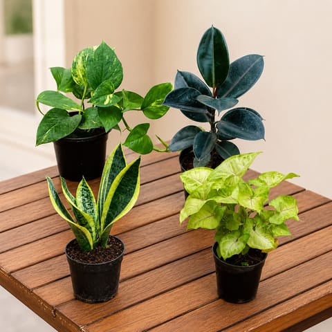 Low Maintenance Bestsellers: Money Plant Green, Rubber Black, Snake Plant Golden & Syngonium Yammi in 4 inch Nursery Pot