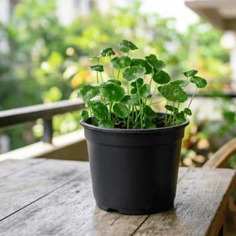 Lucky for Wealth Brahmi Dollar / Pennywort in 5 Inch Nursery Pot