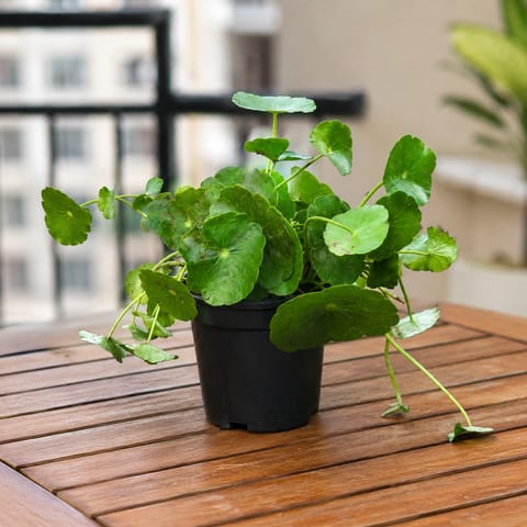 Lucky for Wealth Brahmi Dollar / Pennywort / Coin Plant in 4 Inch Nursery Pot