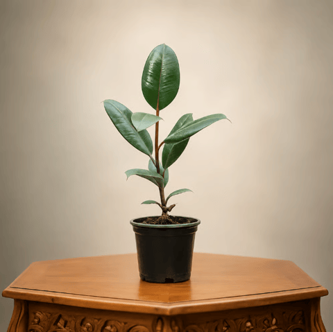 Rubber in 4 Inch Nursery Pot
