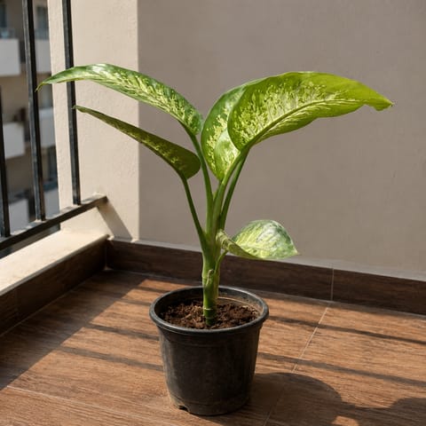 Dieffenbachia in 8 Inch Nursery Pot
