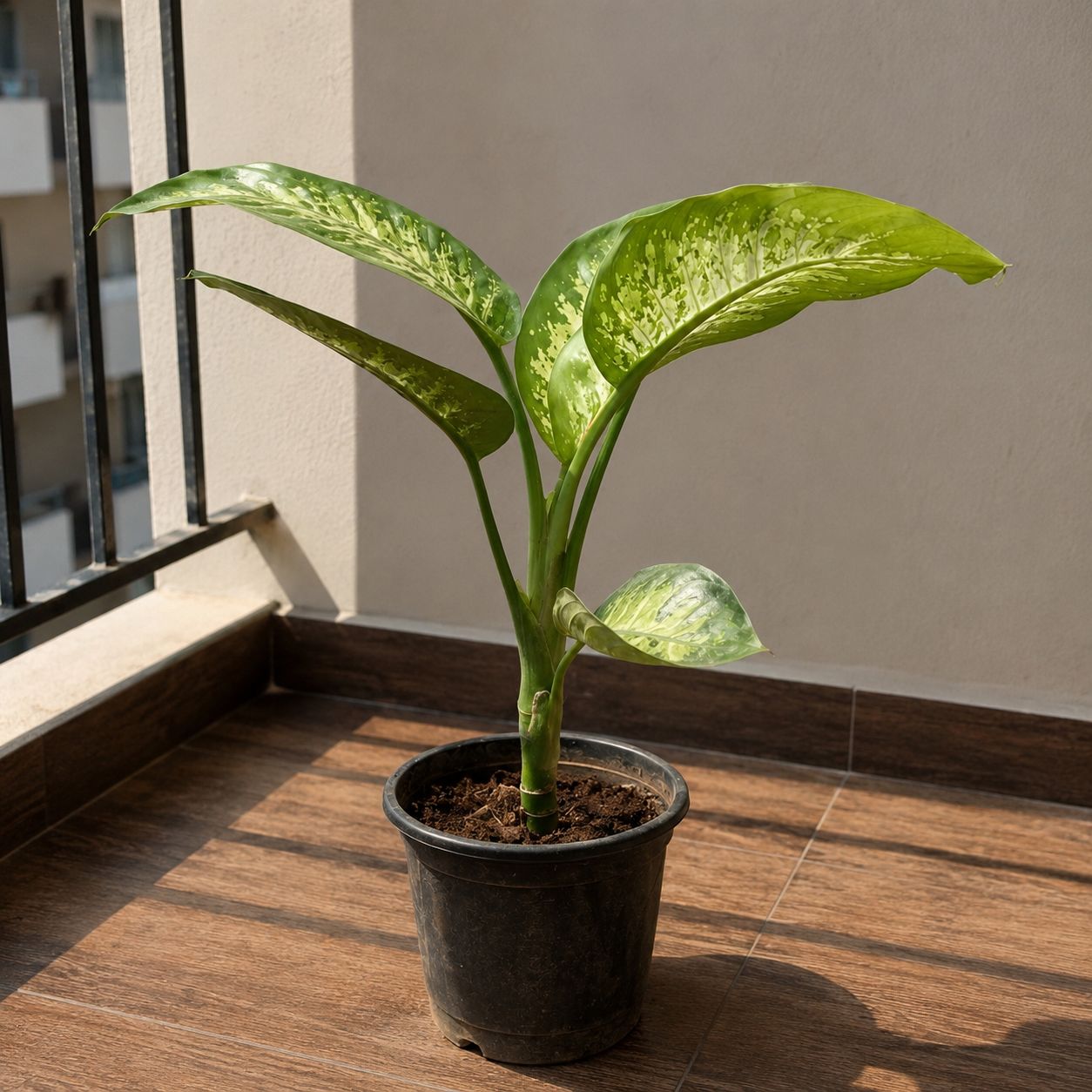 Dieffenbachia in 8 Inch Nursery Pot