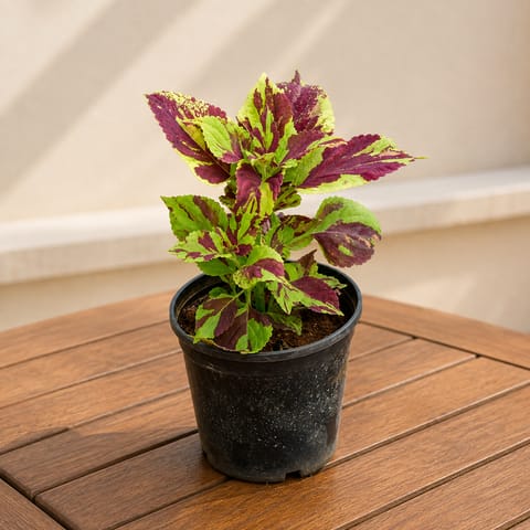 Coleus (Any Colour) in 5 Inch Nursery Pot