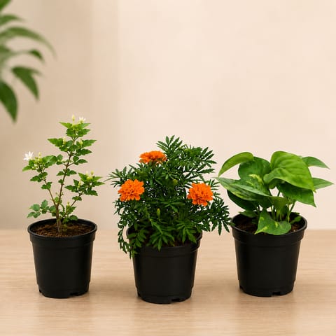 Tricolor Garden - Set of 3 - Marigold, Jasmine and Money Plant in 4 inch Nursery Pot